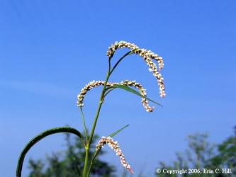 SmartweedFlower